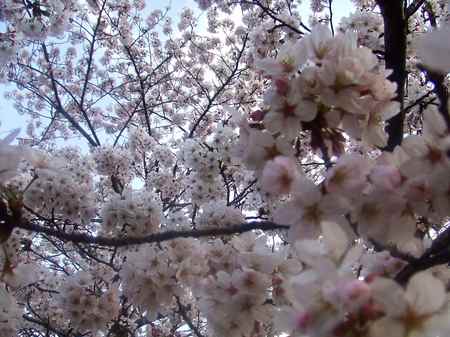 DSCF0043.jpgのサムネール画像